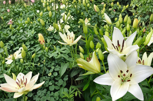 Navona White Asiatic Lily Bulbs – Lilium asiatica, 5 Pack, White Flowers, Hardy Perennial for Garden Beds and Borders