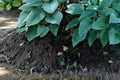 Canada Blue Hosta Bare Root Plants – Shade-Loving Perennial with Blue-Green Foliage, Lavender Flowers, Hosta spp.