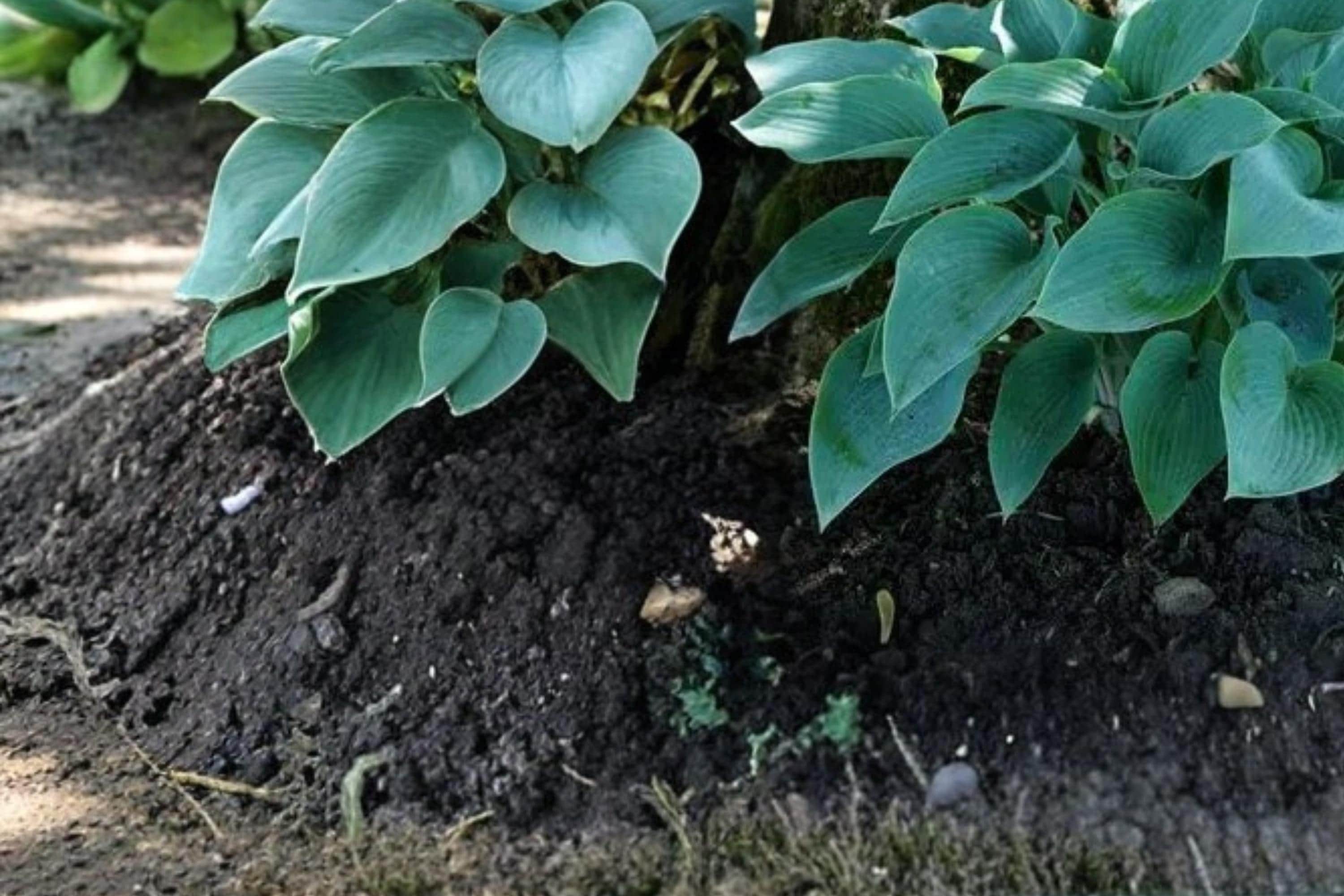 Canada Blue Hosta Bare Root Plants – Shade-Loving Perennial with Blue-Green Foliage, Lavender Flowers, Hosta spp.