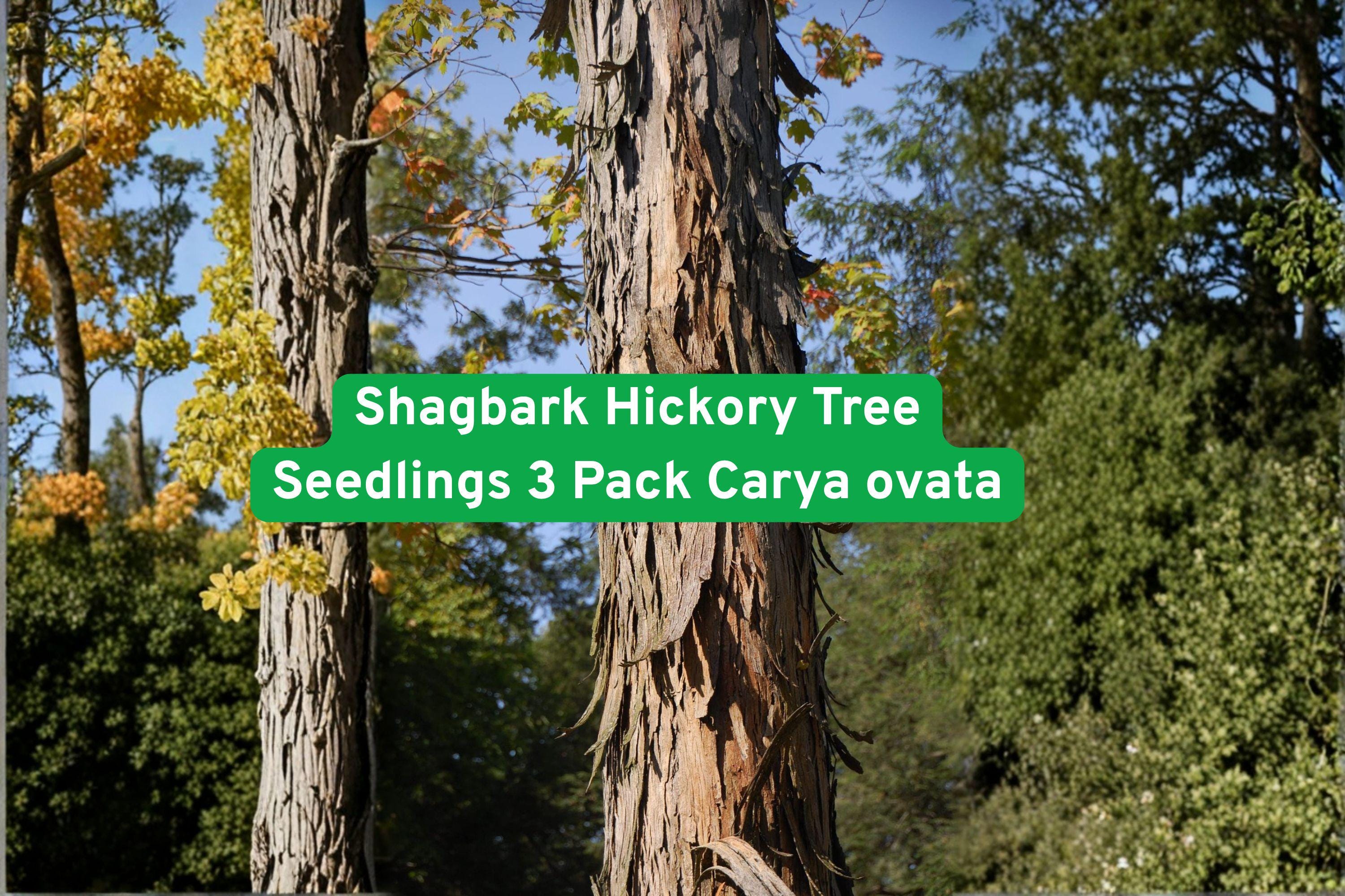 Shagbark Hickory Tree Seedlings 3 Pack Carya ovata Native Nut Tree for Landscaping & Wildlife