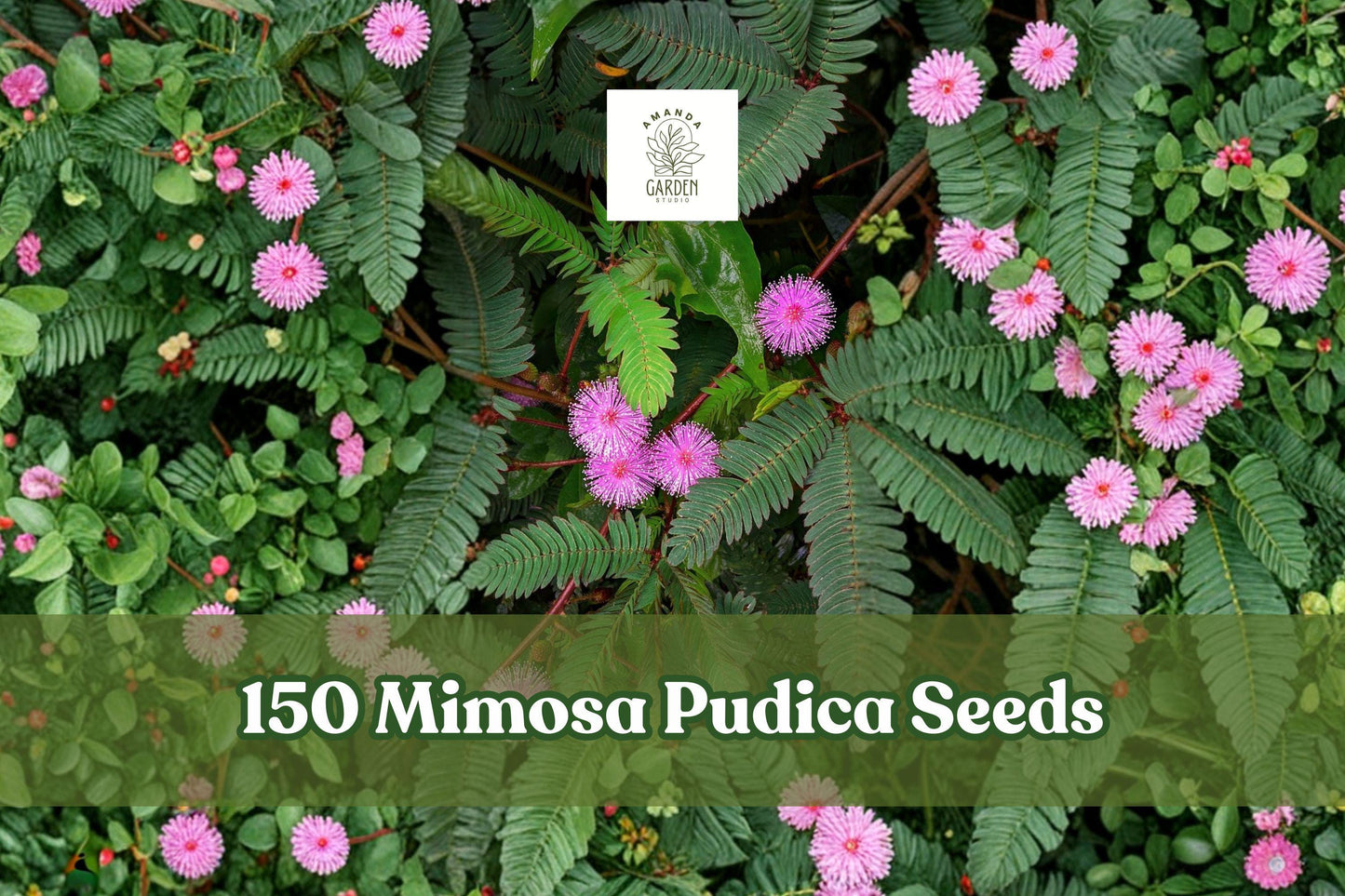 150+ Mimosa Pudica Seeds - Sensitive Plant Touch-Me-Not Houseplant with Pink Flowers, Interactive Foliage, Indoor & Outdoor Growing
