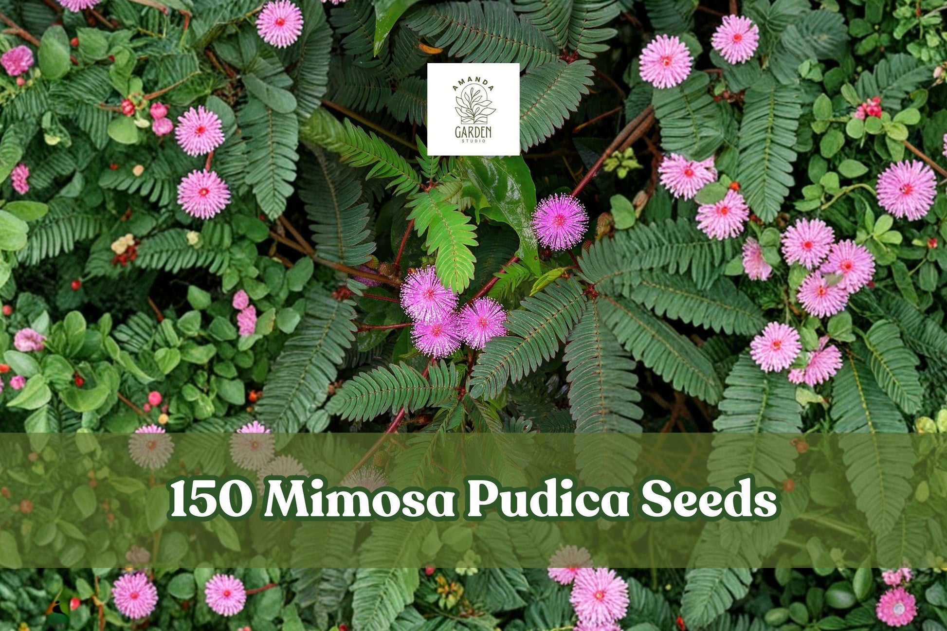 150+ Mimosa Pudica Seeds - Sensitive Plant Touch-Me-Not Houseplant with Pink Flowers, Interactive Foliage, Indoor & Outdoor Growing