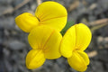 Bird’s Foot Trefoil Seeds (100) | Lotus corniculatus for Pollinators, Soil Improvement, Drought Tolerant Legume