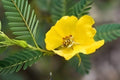 Partridge Pea Seeds (Chamaecrista fasciculata) Native Wildflower for Pollinators & Soil Improvement, 100 Seeds
