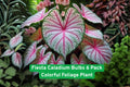 Fiesta Caladium Bulbs 6 Pack | Tropical Colorful Foliage Plant | Caladium bicolor for Shade Gardens & Containers
