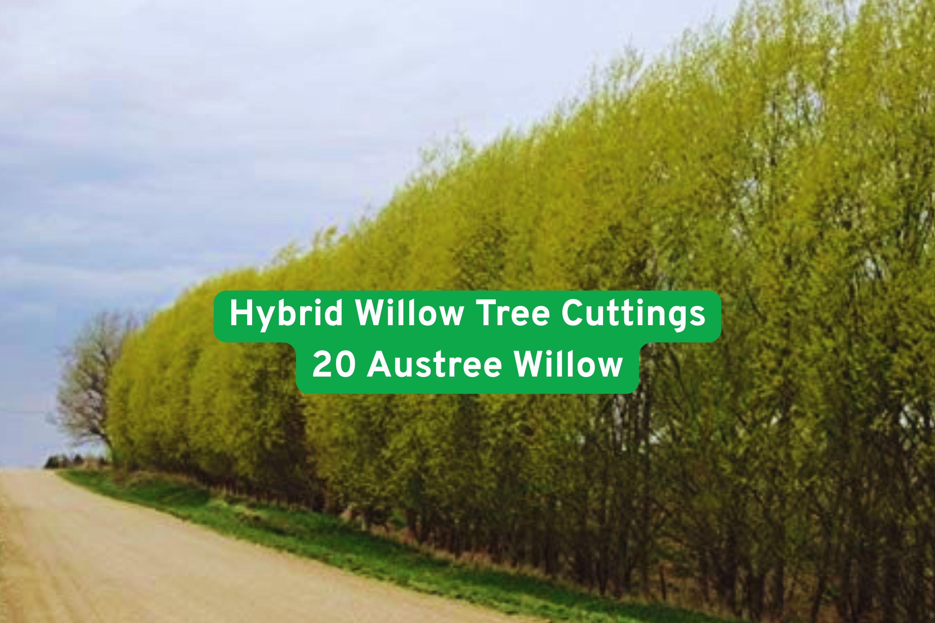Hybrid Willow Tree Cuttings – Austree Willow, Fast-Growing Privacy Hedge & Shade, Live Deciduous Tree Cuttings