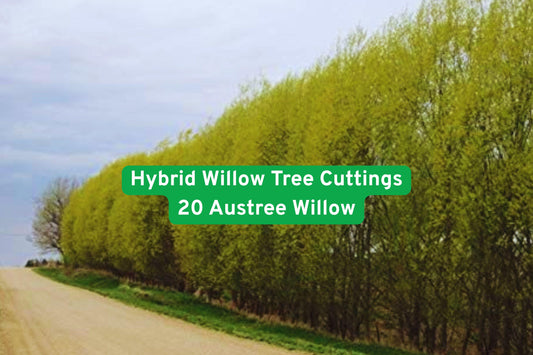 Hybrid Willow Tree Cuttings – Austree Willow, Fast-Growing Privacy Hedge & Shade, Live Deciduous Tree Cuttings