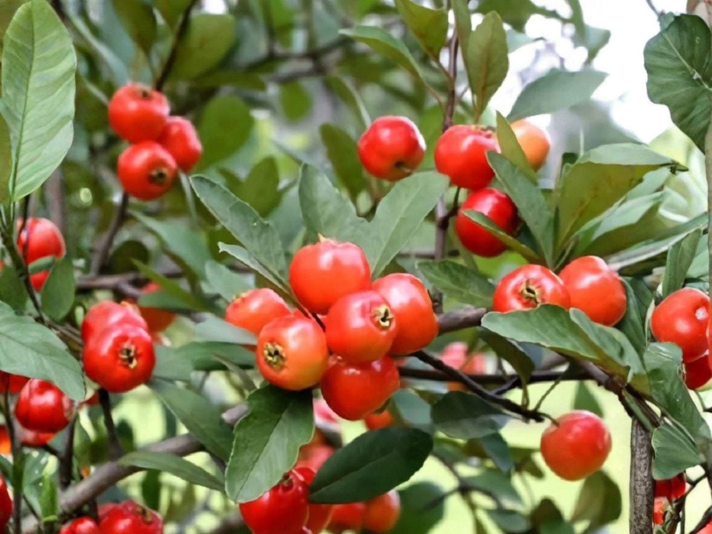 Live Mayhaw Plants - Bare Root 6 Inch Edible Fruit Hawthorn Tree Saplings, Crataegus aestivalis, Small Red Fruit, Spring Flowers