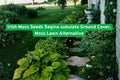 Irish Moss Seeds Sagina subulata Ground Cover - Low-Growing Moss Lawn Alternative for Pathways & Rock Gardens