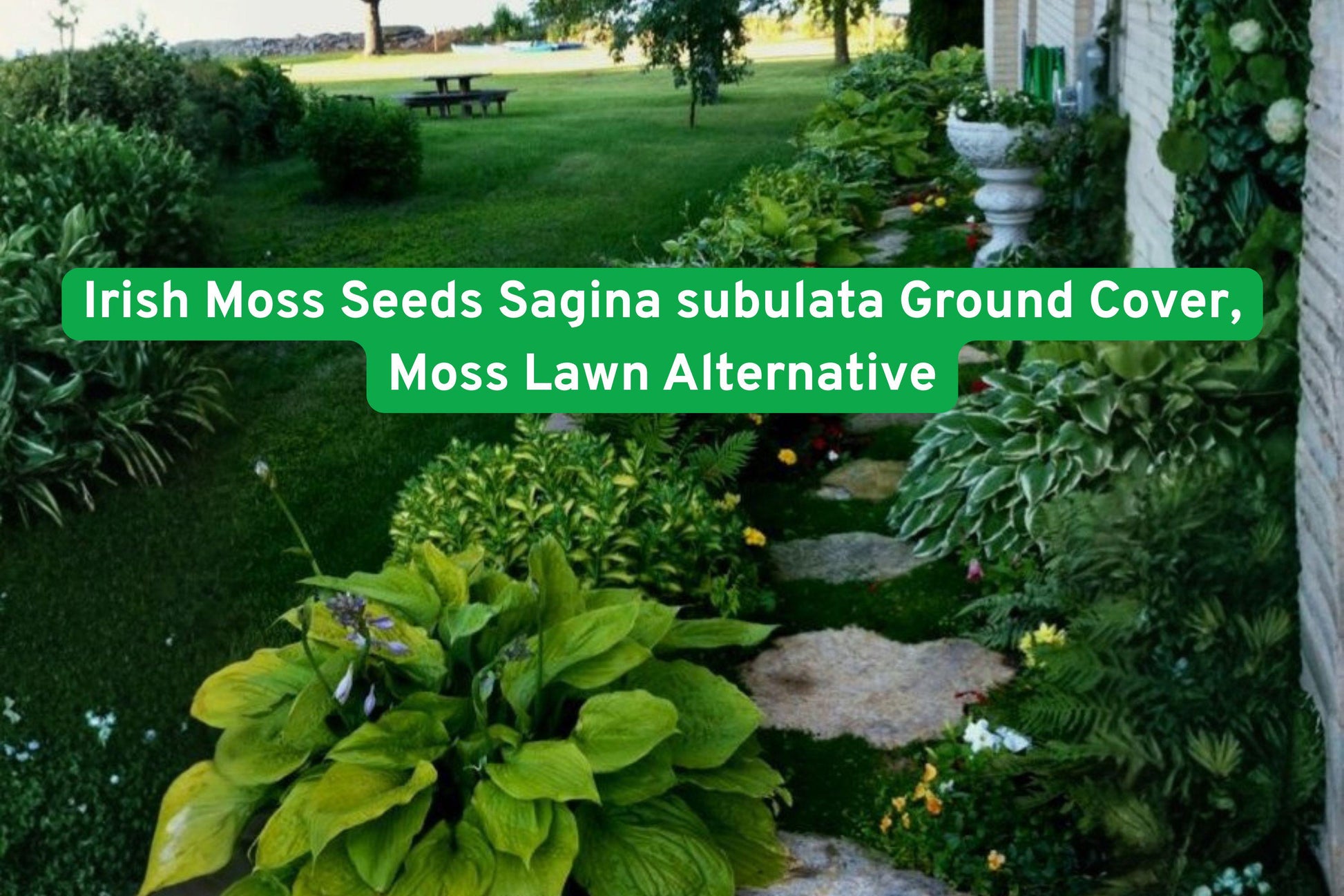 Irish Moss Seeds Sagina subulata Ground Cover - Low-Growing Moss Lawn Alternative for Pathways & Rock Gardens