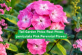 Tall Garden Phlox Bare Root – Pink Perennial Flower, Phlox paniculata, Pollinator-Friendly, Garden Bed & Border Plant