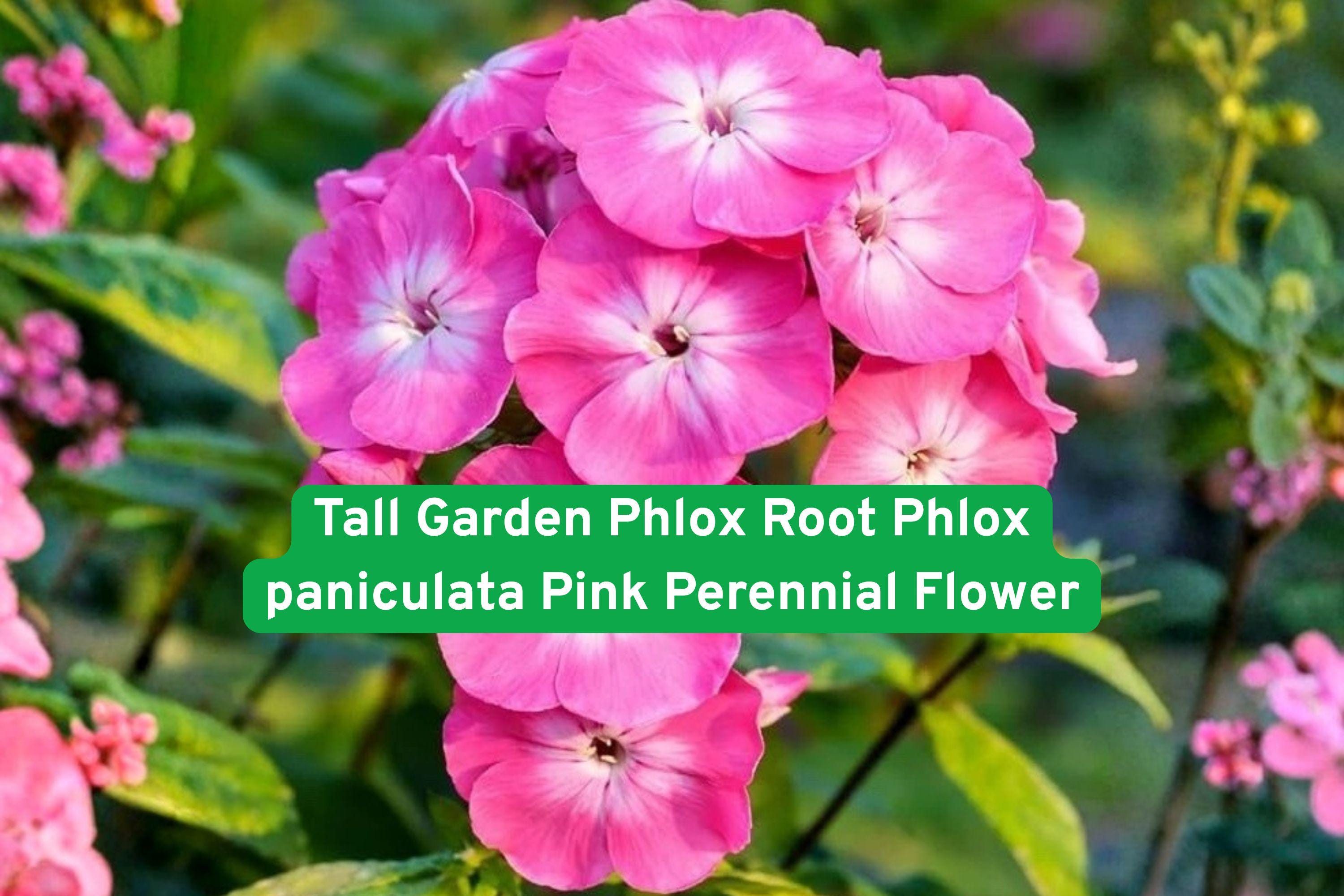 Tall Garden Phlox Bare Root – Pink Perennial Flower, Phlox paniculata, Pollinator-Friendly, Garden Bed & Border Plant