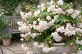 White Double Hanging Basket Begonia Live Flower Plant Bulb - Begonia x tuberhybrida for Patio, Porch, Indoor & Outdoor Gardens
