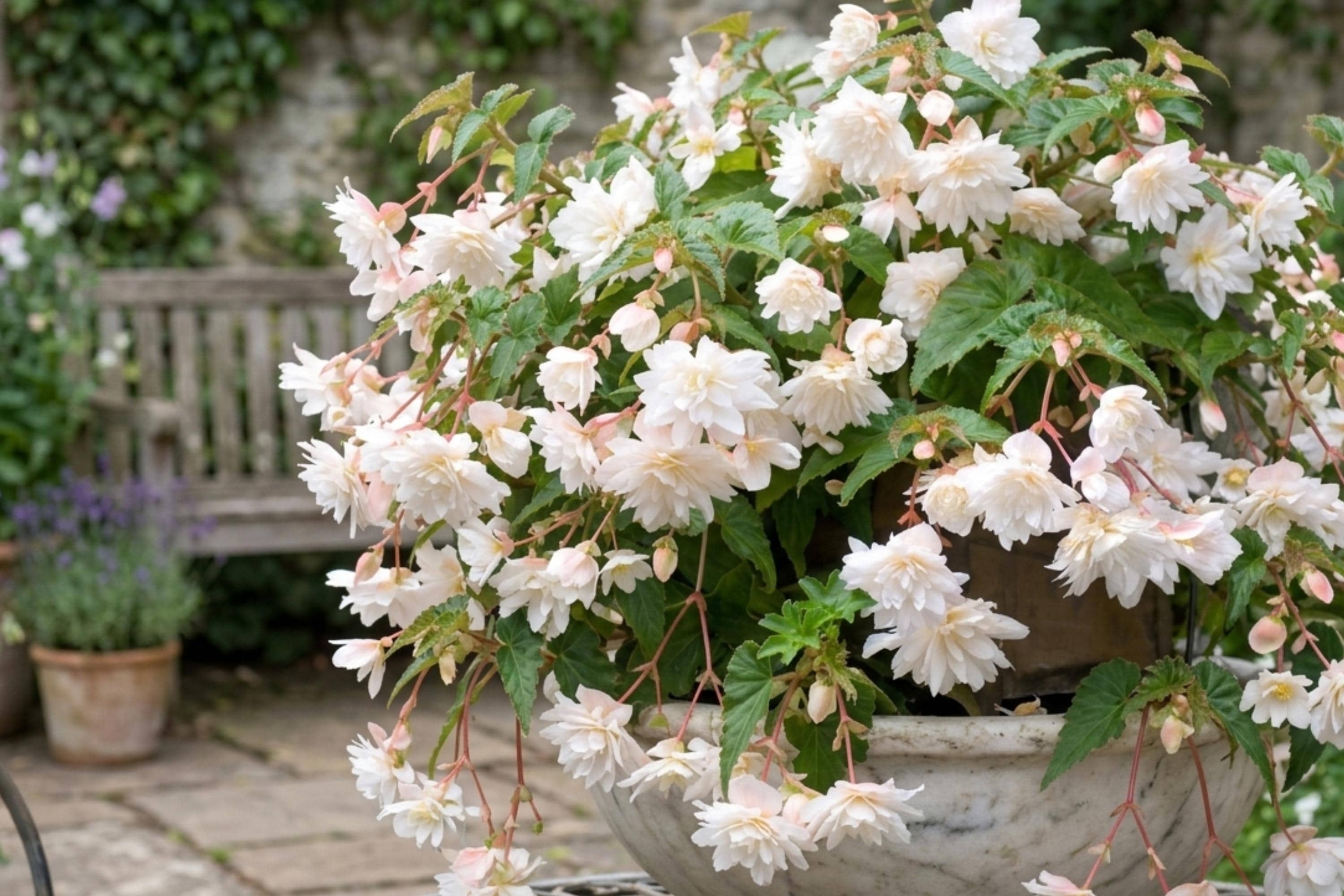 White Double Hanging Basket Begonia Live Flower Plant Bulb - Begonia x tuberhybrida for Patio, Porch, Indoor & Outdoor Gardens