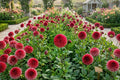 Giant Ball Dahlia Bulb Tuber Clump – Copper Boy, 4-5 Inch Blooms, Dahlia pinnata, Flowering Bulb for Garden, Cut Flower, Landscape
