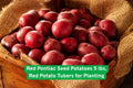 Red Pontiac Seed Potatoes 5 lbs | Red Skin, White Flesh | Vegetable Tuber for Planting | Solanum tuberosum