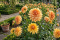 Dinnerplate Dahlia Bulb Tuber Clump - Hamari Gold - Golden Honey Flower - Dahlia variabilis
