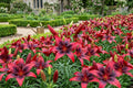 Asiatic Lily Bulb – London Heart Tango Perennial Flower Live Bulb, Vibrant Red and White Blooms, Lilium asiaticum