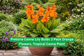 Pretoria Canna Lily Bulbs 3 Pack | Orange Flowers & Striped Foliage | Tropical Canna Plant | Canna indica