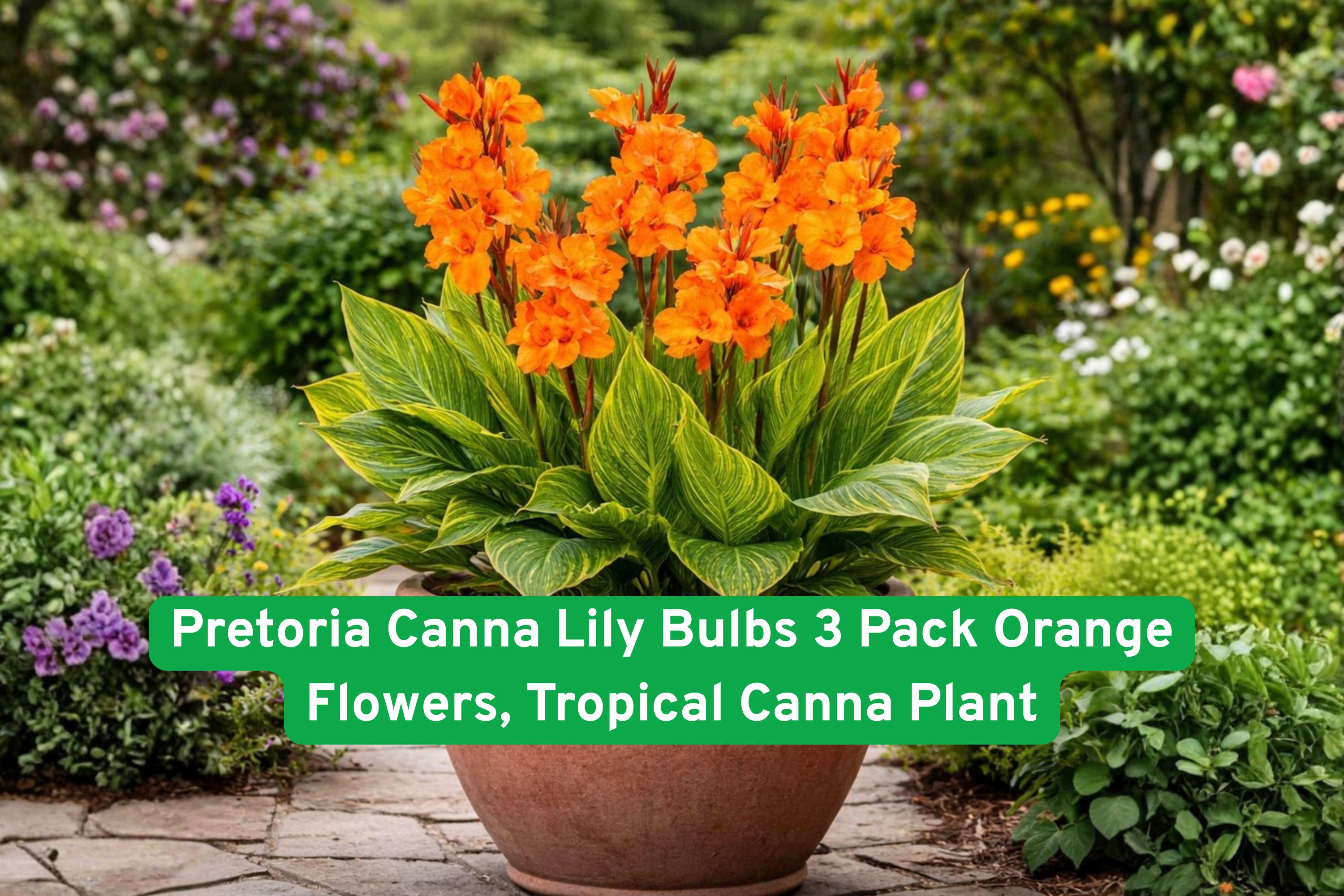 Pretoria Canna Lily Bulbs 3 Pack | Orange Flowers & Striped Foliage | Tropical Canna Plant | Canna indica