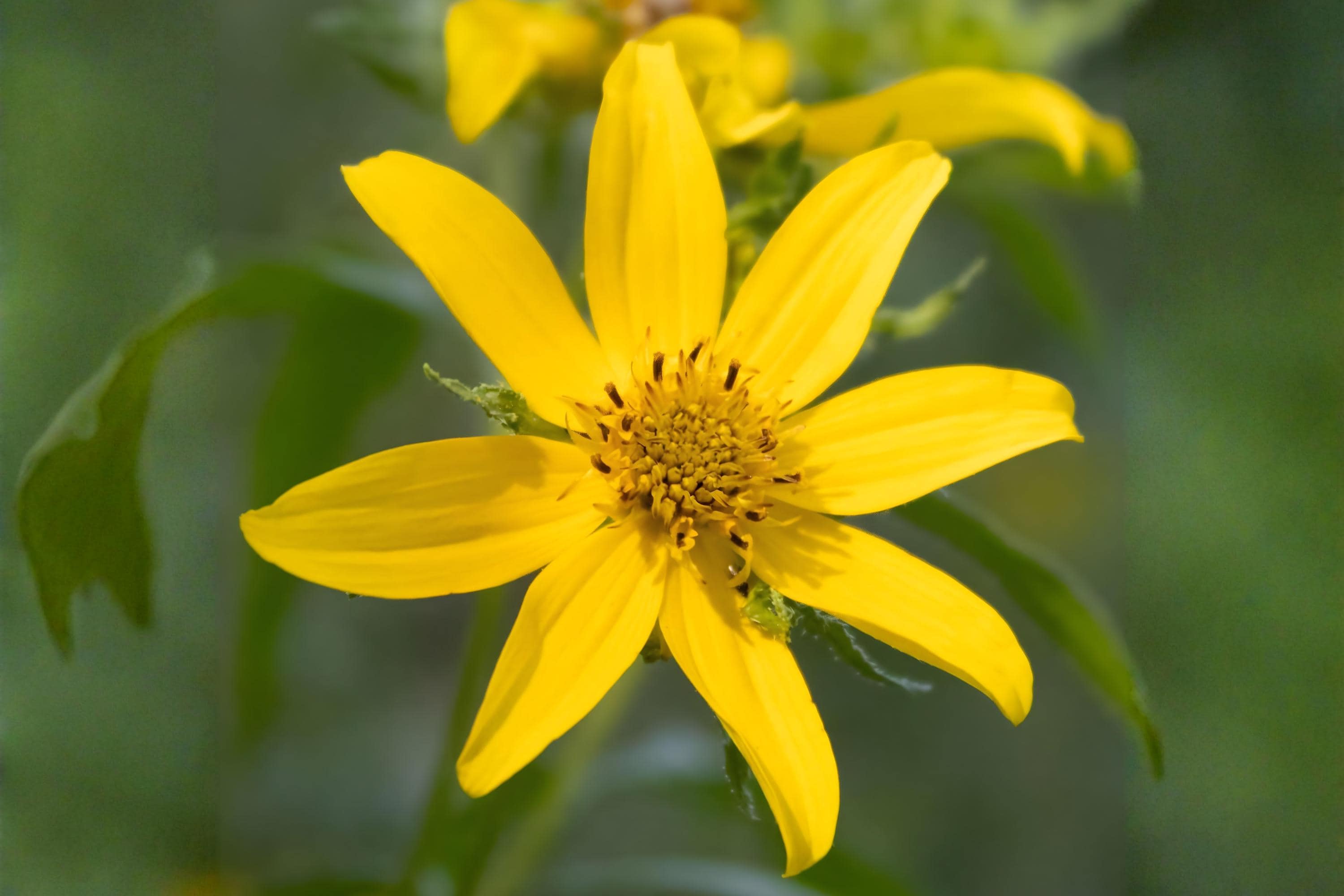 Engelmann’s Daisy Seeds – Native Wildflower, Yellow, Drought-Tolerant, Pollinator-Friendly, Engelmannia peristenia, 50 Seeds
