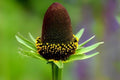 Western Coneflower Seeds - Rudbeckia occidentalis Native Wildflower for Pollinators, Drought-Tolerant, Xeriscape, Prairie Gardens
