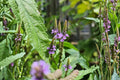 Blue Vervain Seeds (Verbena hastata) – Native Wildflower for Gardens, Wetlands & Pollinator Attractant
