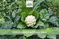 Snowball Cauliflower Seeds, Heirloom Brassica oleracea, White Heads, Cool-Season Vegetable, Garden Seeds, 1000+