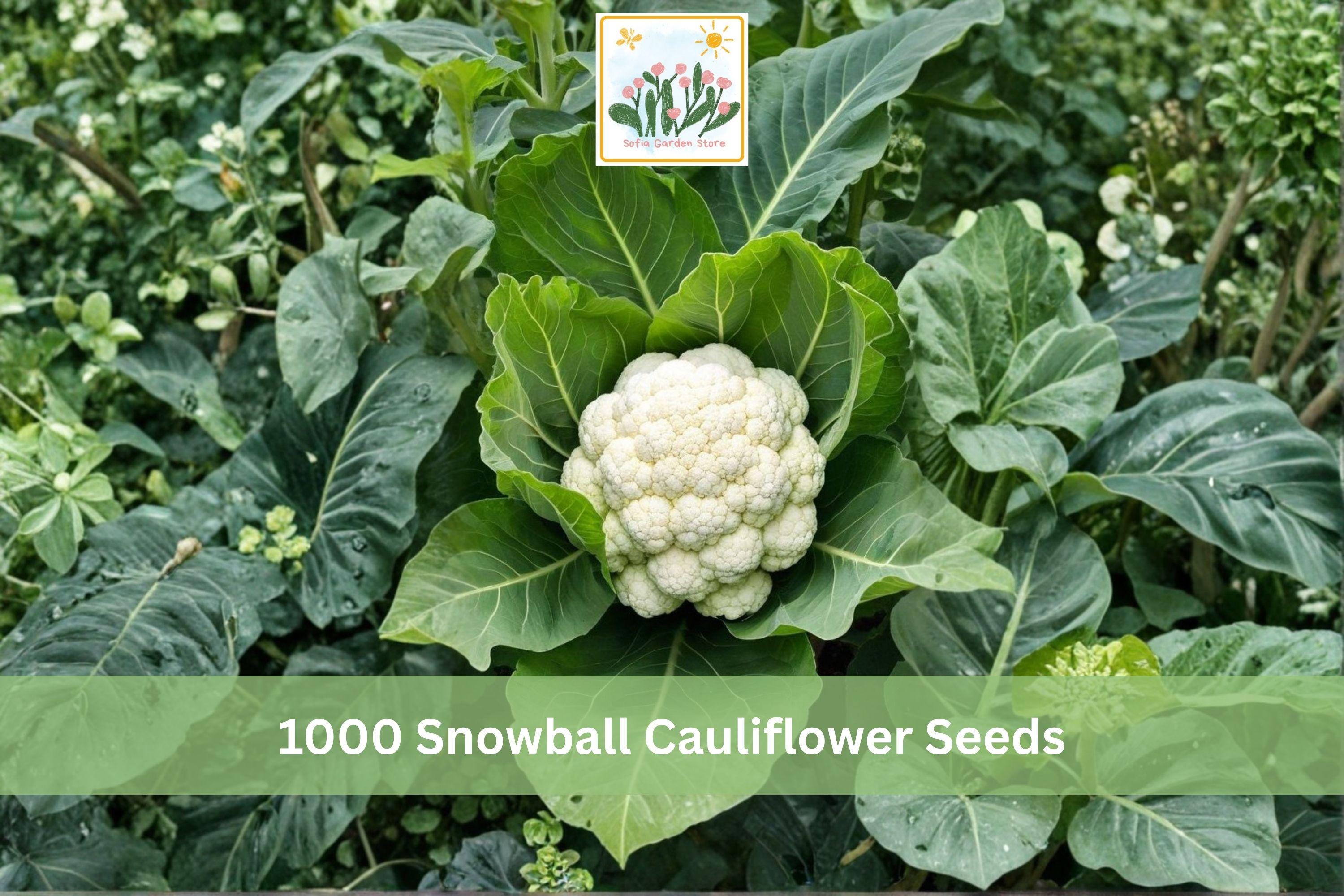 Snowball Cauliflower Seeds, Heirloom Brassica oleracea, White Heads, Cool-Season Vegetable, Garden Seeds, 1000+