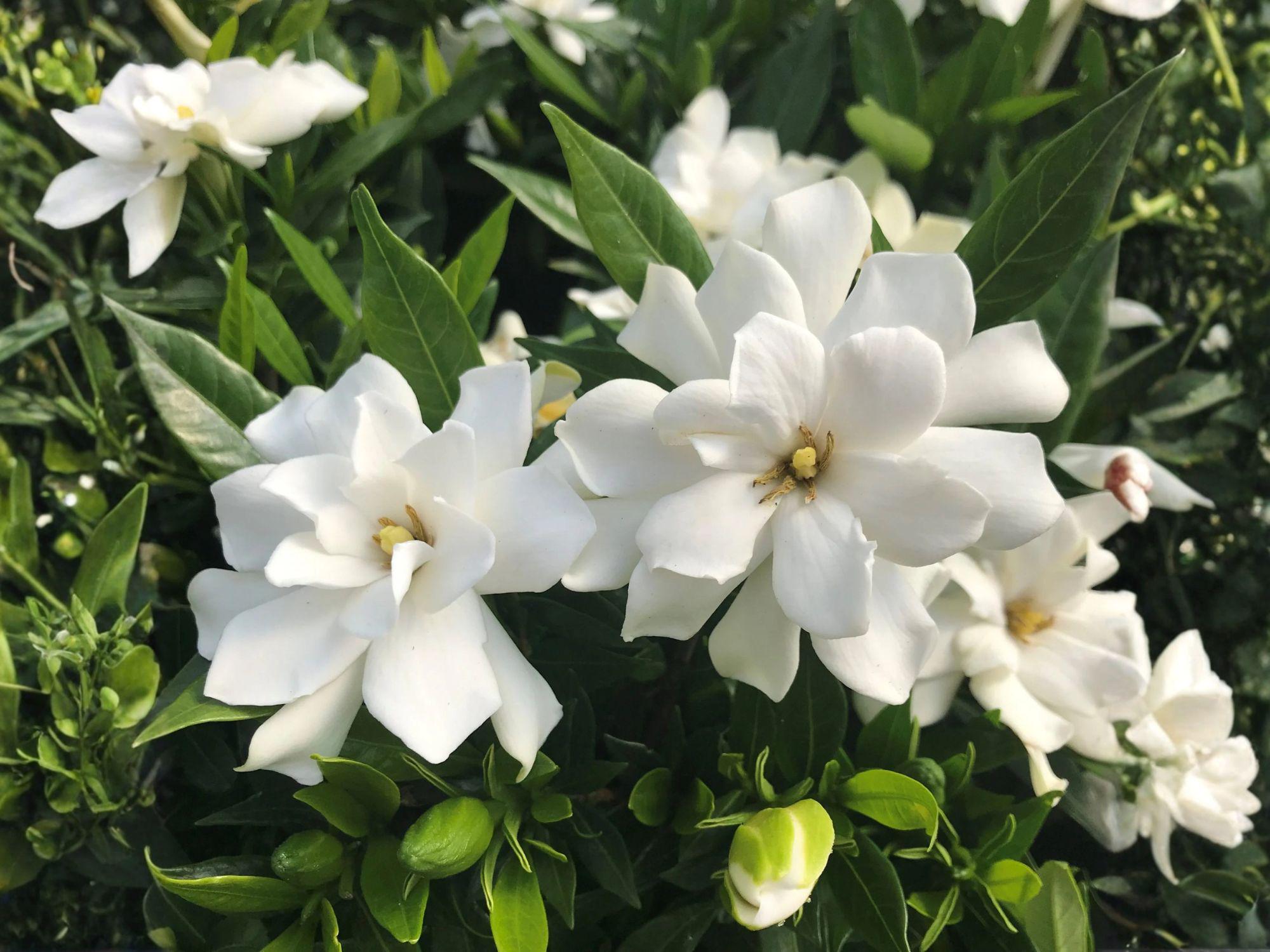 2 Fragrant White Gardenia Jasminoides Shrub - Rooted Live Plants, Evergreen Flowering Shrubs, White Fragrant Blooms, Gardenia, Cape Jasmine