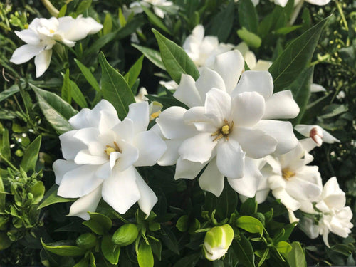 2 Fragrant White Gardenia Jasminoides Shrub - Rooted Live Plants, Evergreen Flowering Shrubs, White Fragrant Blooms, Gardenia, Cape Jasmine