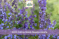 4000+ Catnip Seeds - Nepeta cataria Perennial Herb for Garden, Containers, Herb Garden, Aromatic Foliage