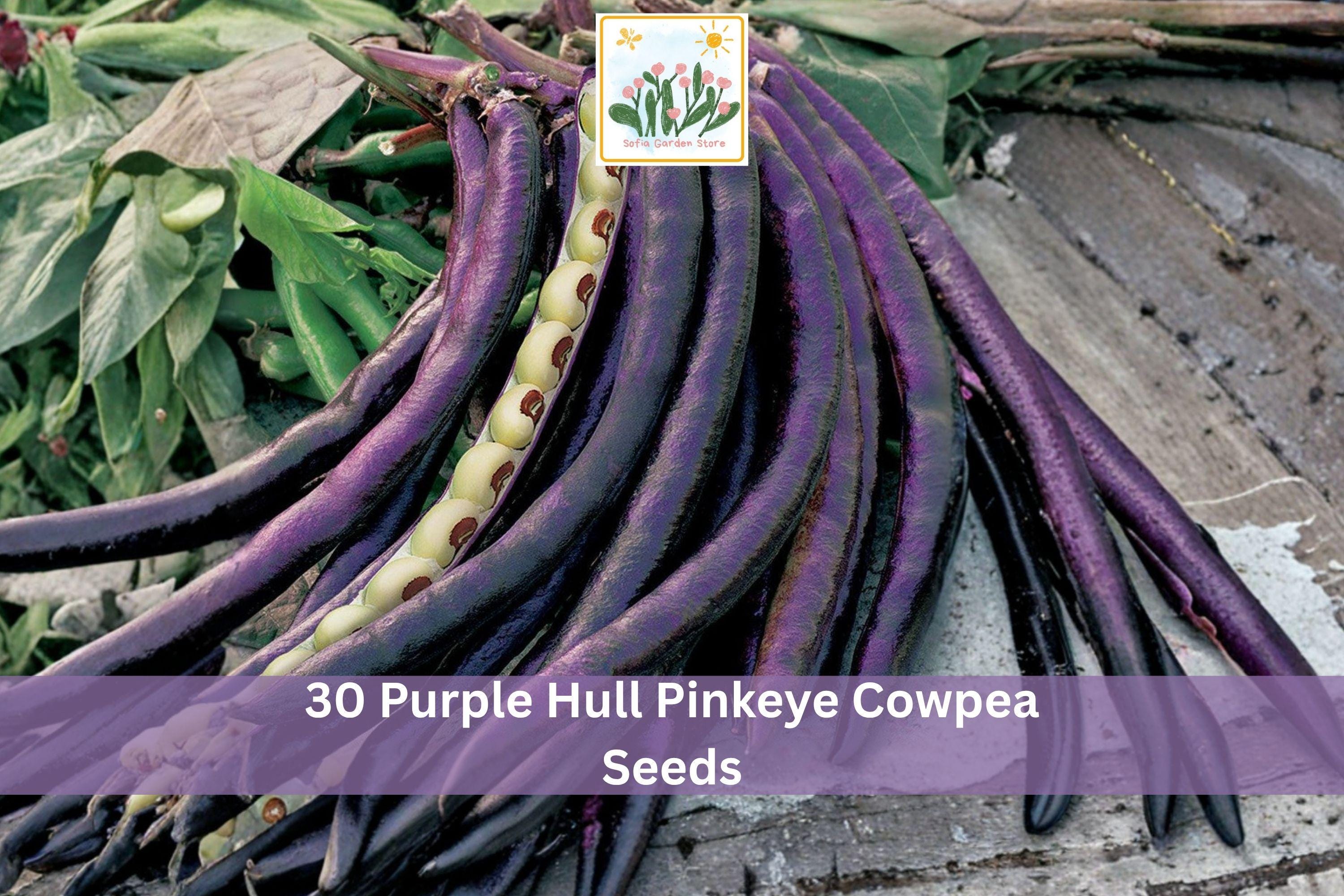 30+ Purple Hull Pinkeye Cowpea Seeds Vigna unguiculata for Garden, Warm-Season Legume, Purple Pods, Easy to Grow