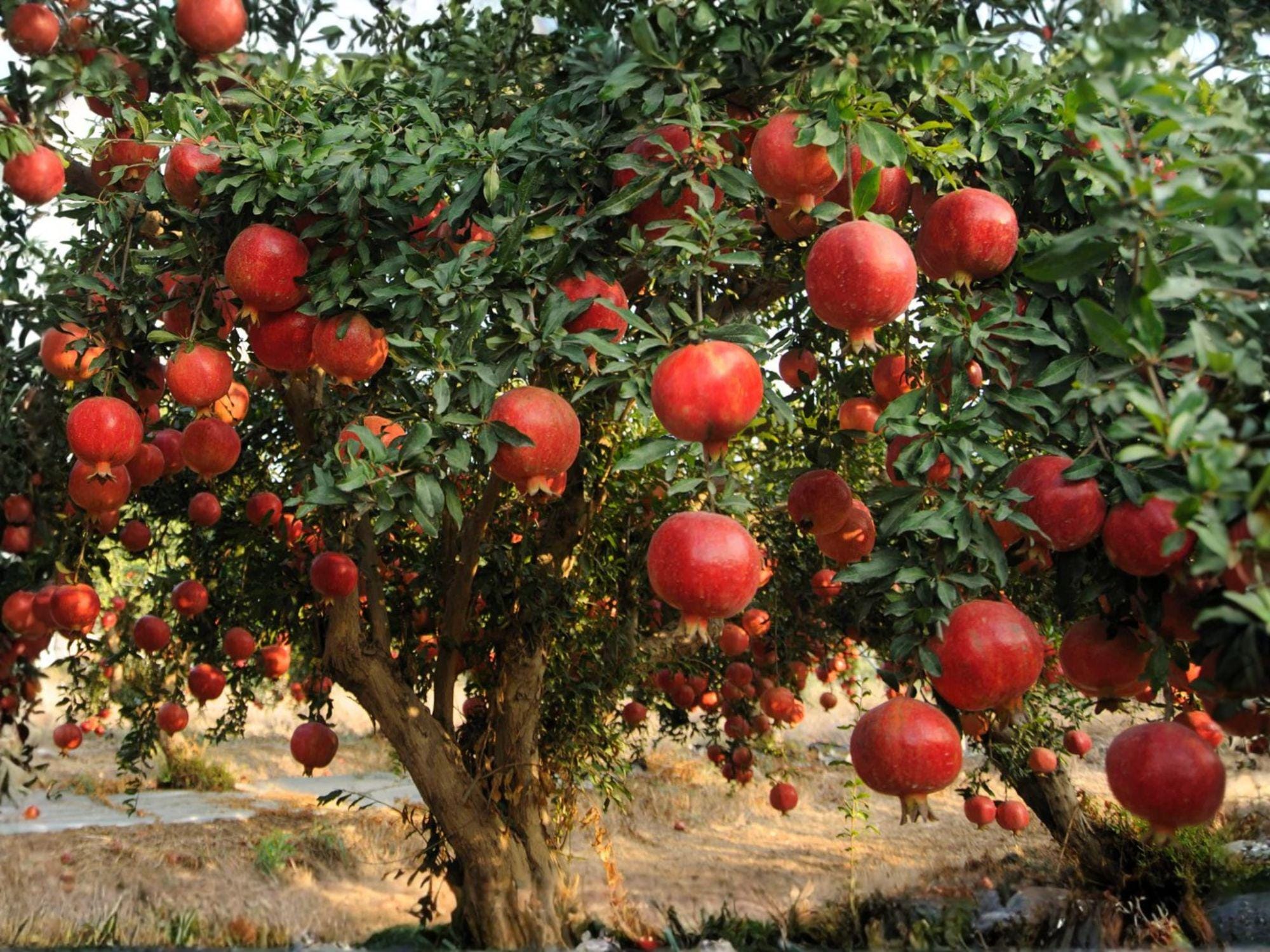 Pomegranate Fruit Tree Sapling, Bare Root, Punica granatum 'Wonderful', Edible & Ornamental Garden Plant