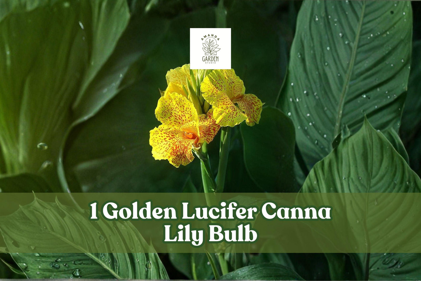 Golden Lucifer Canna Lily Bulb – Red & Yellow Tropical Flowering Plant – Canna indica for Garden Beds & Containers
