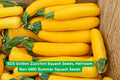 Golden Zucchini Seeds, Heirloom Non-GMO, Summer Squash, Bright Yellow, Cucurbita pepo, Vegetable Garden, 500 Seeds