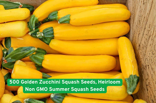 Golden Zucchini Seeds, Heirloom Non-GMO, Summer Squash, Bright Yellow, Cucurbita pepo, Vegetable Garden, 500 Seeds