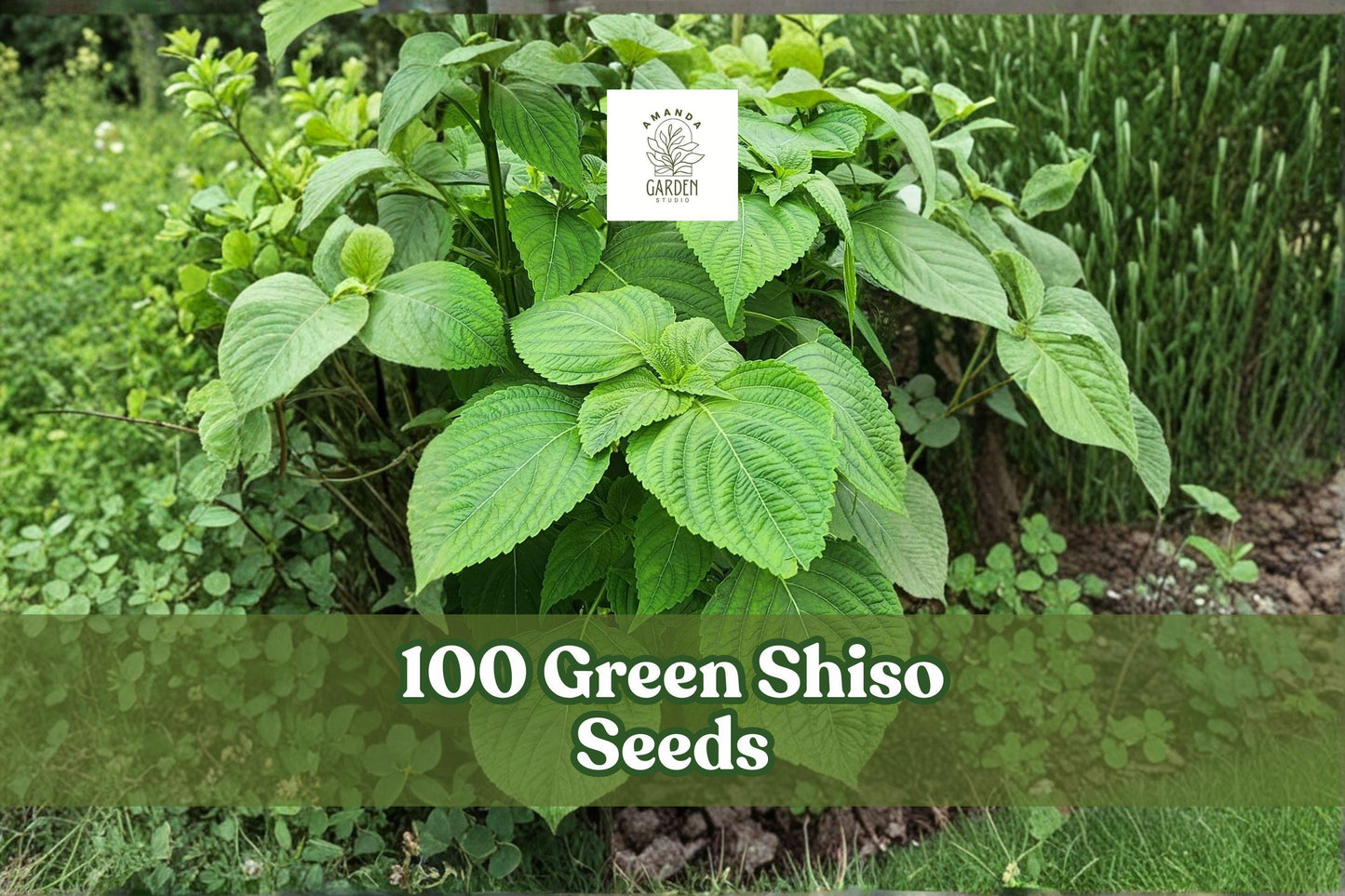 Green Shiso Seeds – Perilla frutescens Herb for Culinary, Garden & Indoor Growing, 100+ Seeds