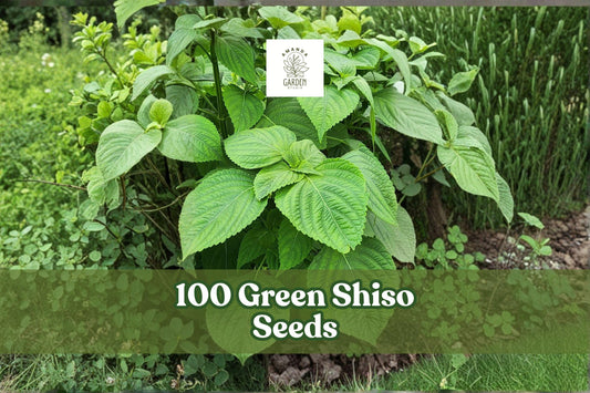 Green Shiso Seeds – Perilla frutescens Herb for Culinary, Garden & Indoor Growing, 100+ Seeds