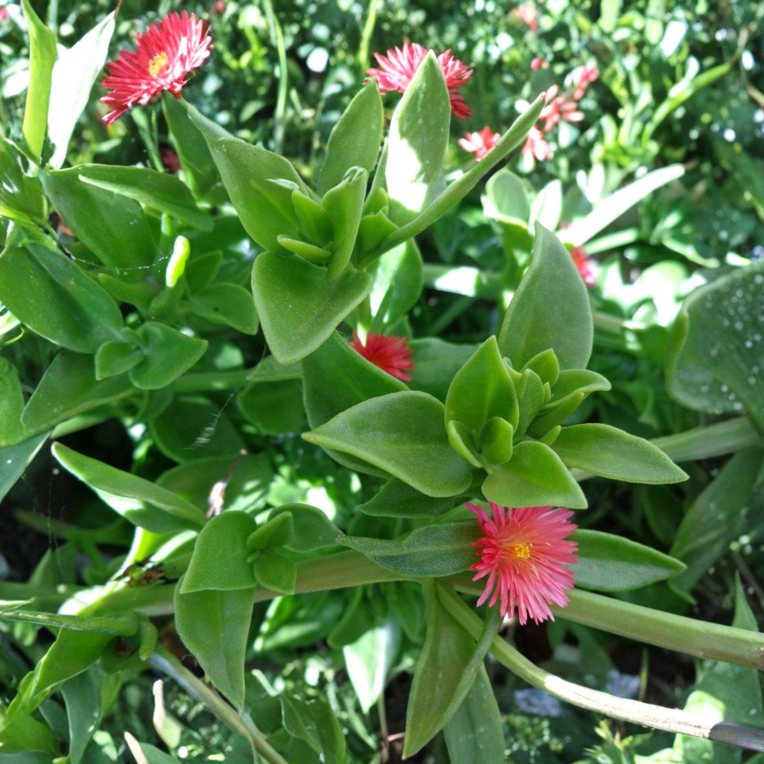 Aptenia cordifolia Cuttings, Red Pink Ice Plant, Baby Sun Rose Ground Cover, Succulent Propagation, Unrooted Live Plantlets