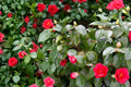 Japanese Camellia Seeds – Camellia japonica, Evergreen Flowering Shrub, Partial Shade Garden Plant, 5 Seeds