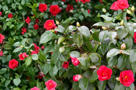 Japanese Camellia Seeds – Camellia japonica, Evergreen Flowering Shrub, Partial Shade Garden Plant, 5 Seeds