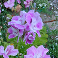 Purple White Regal Geranium Cuttings – Pelargonium regal, Orchid-Like Blooms, Container Starter Plant, Unrooted Live Propagation Cuttings