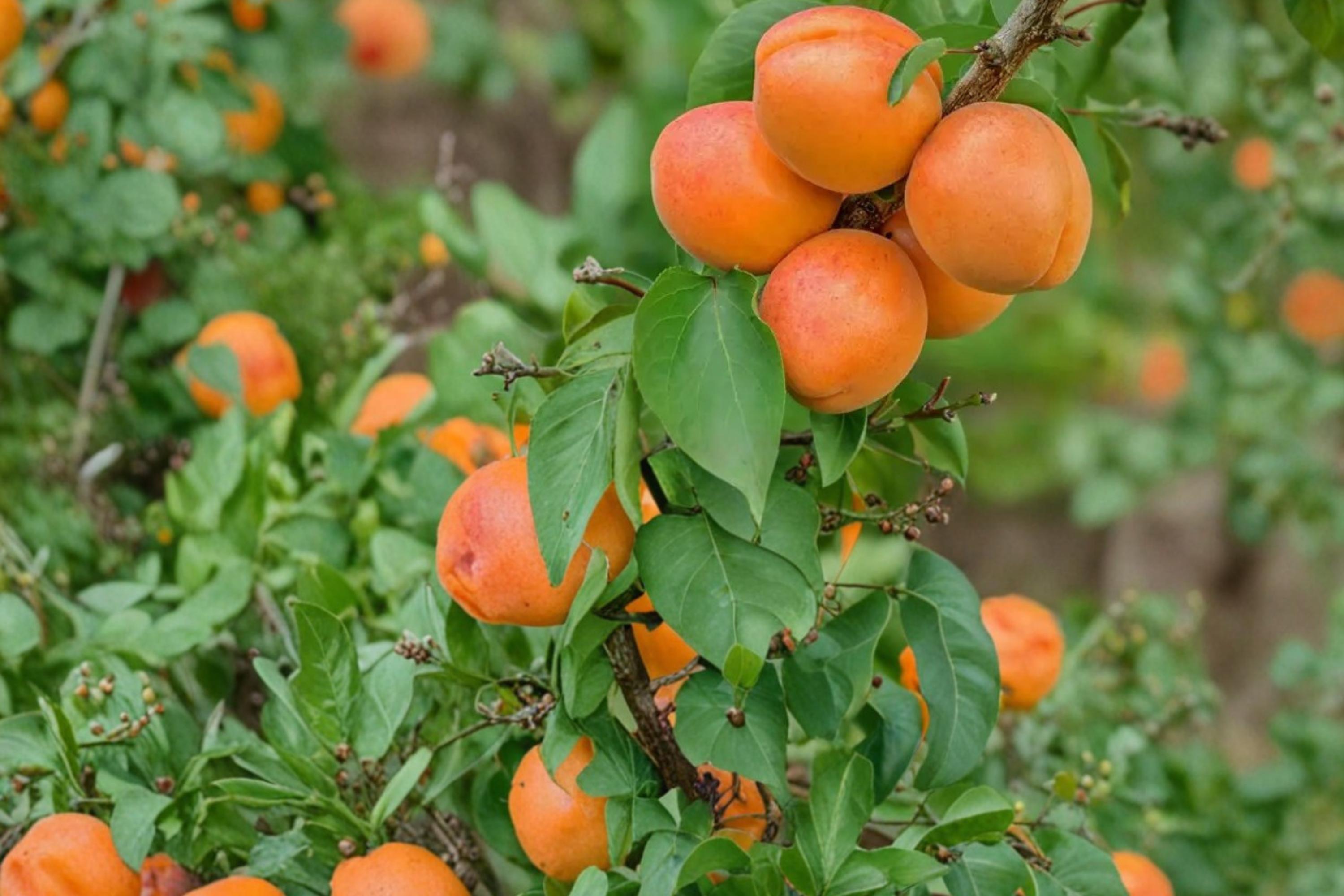 Apricot Tree Seedling – Prunus armeniaca – Fruit-Bearing Young Orchard Tree for Garden or Home Planting