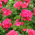 Pelargonium hortorum Red Orange Geranium Unrooted Cuttings – 5 Live Starter Plants for Containers & Garden