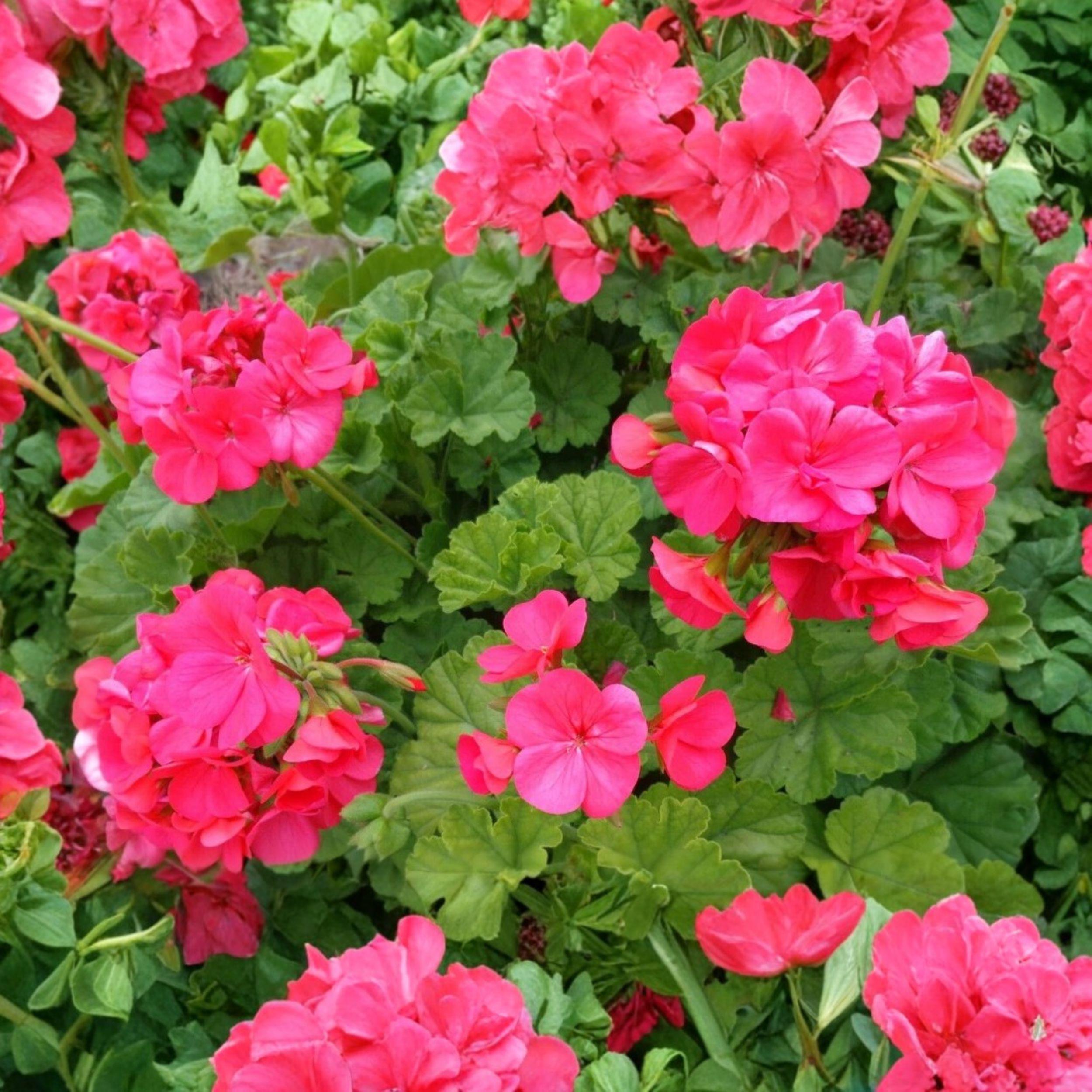 Pelargonium hortorum Red Orange Geranium Unrooted Cuttings – 5 Live Starter Plants for Containers & Garden