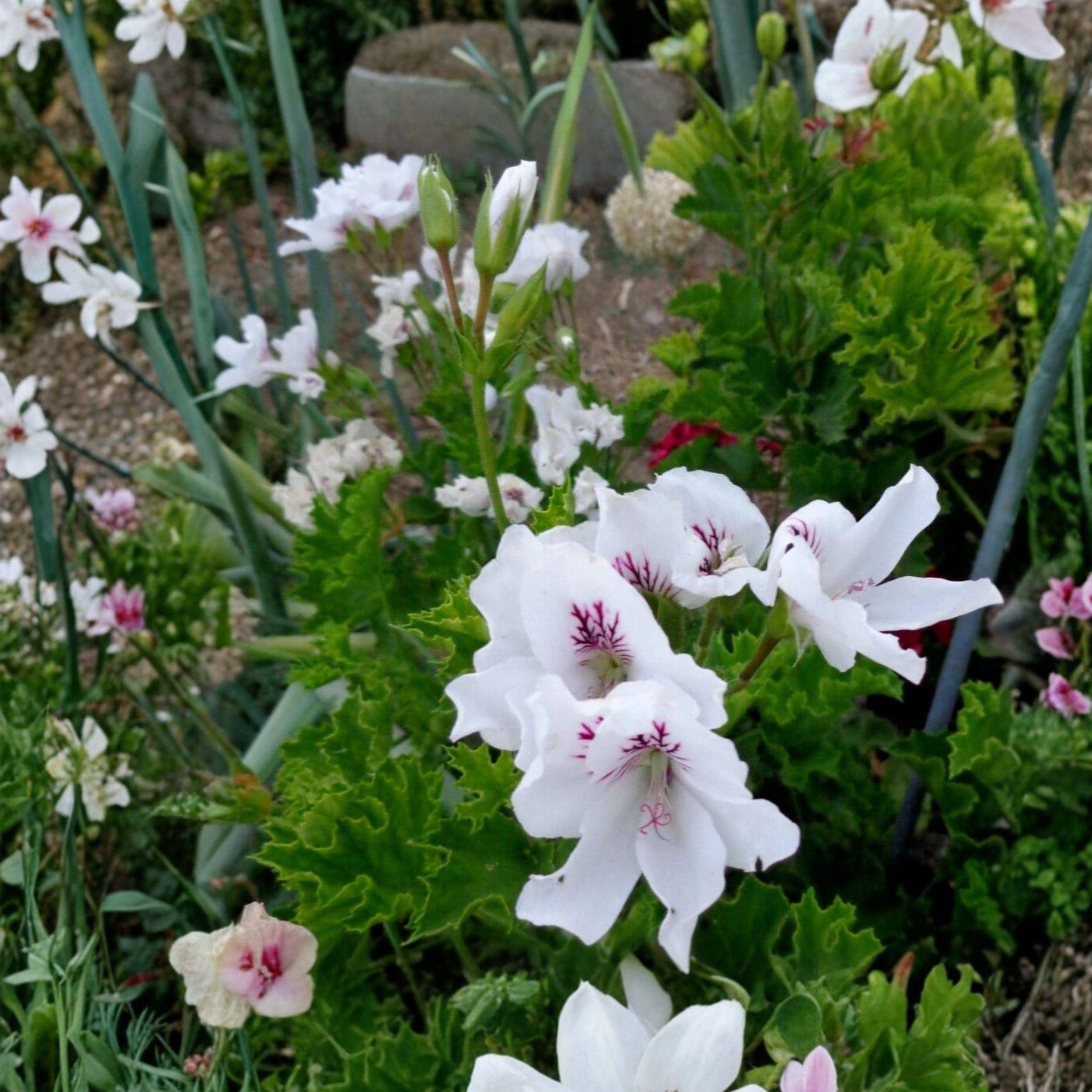 White Purple Regal Geranium Cuttings – Pelargonium regal, Orchid-like Blooms, Container Starter Plants, Unrooted Live Propagation Cuttings