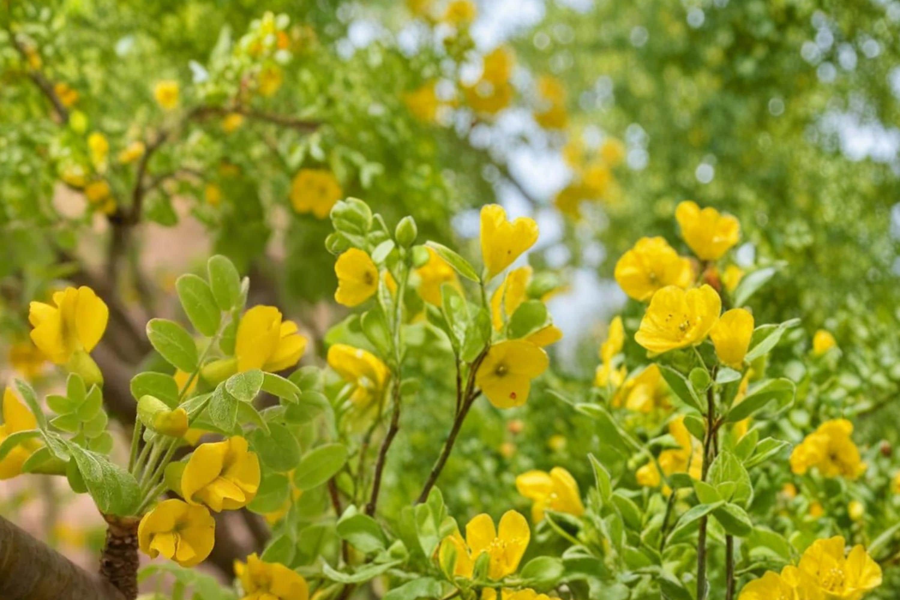 Siberian Peashrub Seeds – Caragana arborescens Hardy Shrub for Hedging, Windbreaks, Landscaping, 30 Seeds