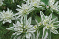Mountain Snow Euphorbia Seeds – Variegated Foliage Annual Flower for Garden Borders & Beds