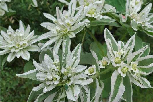 Mountain Snow Euphorbia Seeds – Variegated Foliage Annual Flower for Garden Borders & Beds